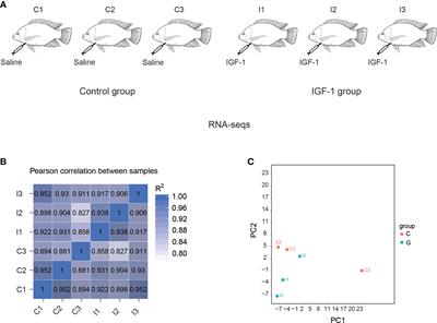 Insulin-like growth factor 1 injection changes gene expression related to amino acid transporting, complement and coagulation cascades in the stomach of tilapia revealed by RNA-seq